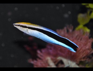 Wrasse - Cleaner