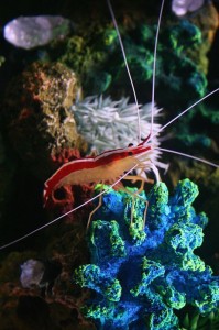 Shrimp - Hawaiian Cleaner