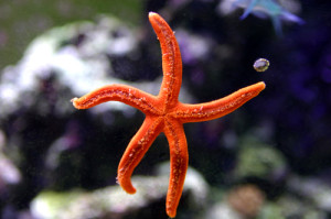 Starfish - Linckia Orange