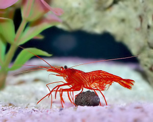 Shrimp - Peppermint